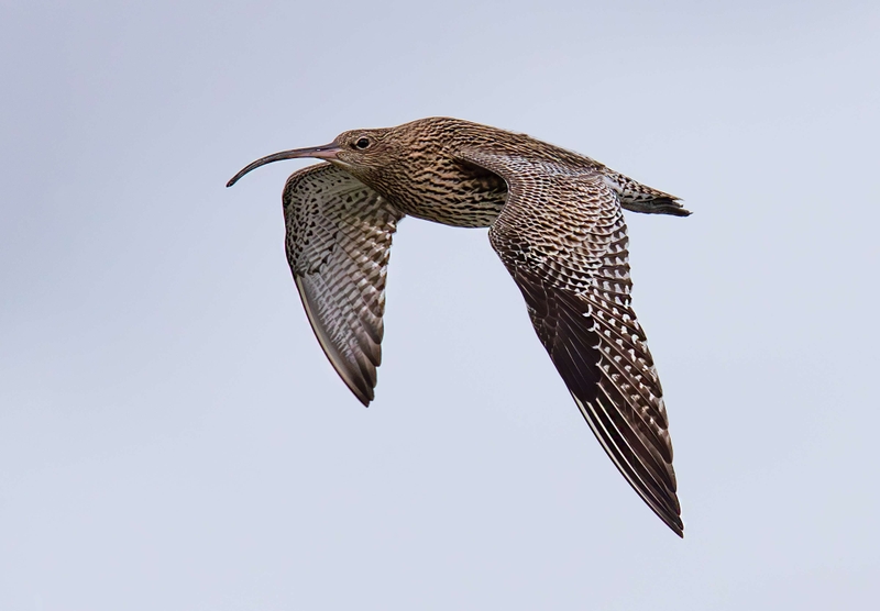 Eurasian Curlew - Dee Estuary - North Wales