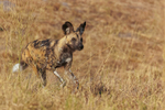 Wild Dog