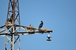 Cormorants