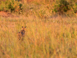 Rear view of Serval hunting in the long grass