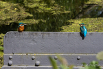 Kingfishers on barge rudder - River Lagan, Belfast, N.Ireland.