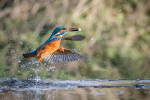 Kingfisher