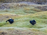 Black Grouse