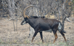 Sable antelope