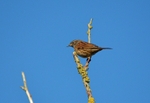 Dunnock