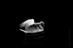 Swan 05