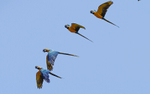 Blues and yellow macaw