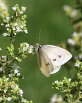 Small White on Oregano, Oxfordshire, UK
