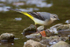 Grey Wagtail