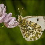 84 Insects of Colour 5 