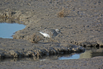 Grey Plover