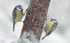 Winter Feed