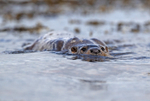Otter - Lutra lutra