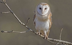 Barn Owl