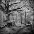 Surrey Hills 2
