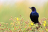 Boat-tailed Grackle (male), Harns Marsh, Florida