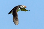 Puffin with sand eels