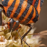 Italian Shield Bug (Graphosoma italicum) 