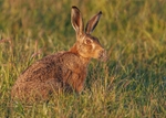 Brown Hare