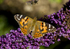 Painted Lady