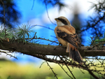 Long-tailed Shrike portfolio