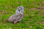 great grey owl stryx nebulosa-1631