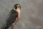 Peregrine Falcon Full