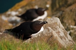 Razorbill