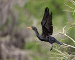 Double-crested Cormorant takes off, Blue Cypress Lake, Florida
