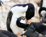 Imperial Shags preening each other, Cape Bougainville, Falklands