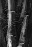 Bamboo (Rio de Janiero)