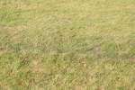 SBM_10557