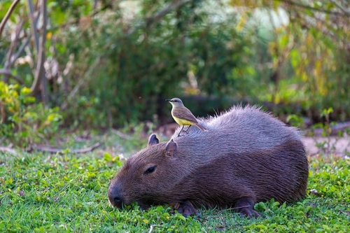 Capybara with bird