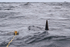 Mako Shark caudal fin / tail, at sea off Cape Point, South Africa