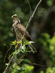 Snail Kite (juvenile) perched, Panama