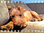 Puppy-Sitting-Richmond-TW10