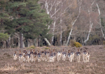 Deer - D75_4510