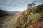 The Mare's Tail