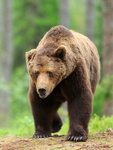 Brown Bear (male) in the forest at Martinselkonen