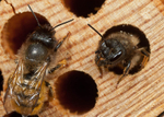 Osmia bicornis (f)
