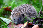 Hedge Hog _ AGTO104