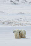 Polar Bear cub staying close to mother, Churchill, Canada