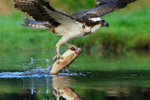 Close-up of Osprey dragging a fish in water, Rothiemurchus