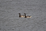 Pale-bellied Brent Geese