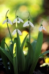 Snowdrop2