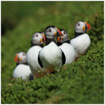Reservoir Puffins