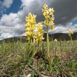 Hybrid Orchis - Orchis x colemanii ( Orchis mascula x O. pauciflora) This is a natural hybrid between  Early purple orchid (O. mascula) and few flowered orchid (O. pauciflora).