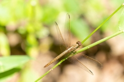 Ruddy Meadow Skimmer