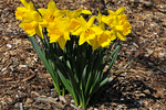 Daffodil