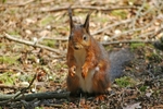 Red Squirrel